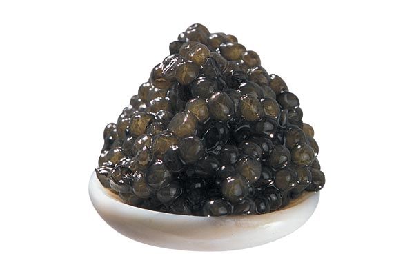 Caviar d´Aquitaine 200 g, Aquakultur - Frankreich