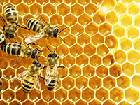 bienen_news